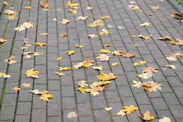 Dry yellow maple leaves laying on paving stones pedestrian walkway close up view