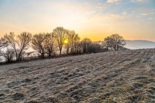 A frosty winter morning without snow. In the foreground is tall grass covered with frost. In the background are trees with the sun rising behind them.