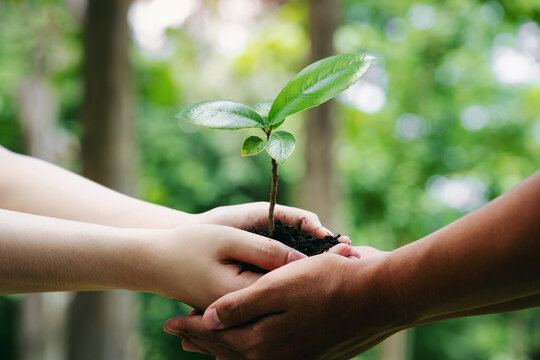 Two Hands holding Green plant tree for sustainable environment in green forest background. Ecosystem development reduce co2 in World environment day. Earth Day. CSR. ESG. NET ZERO