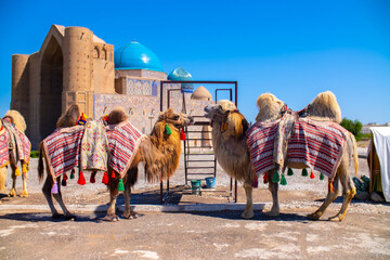 Bactrian camels against the background of the Mausoleum of Khoja Ahmed Yasawi in Turkestan. A...