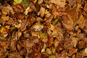 Pile of wet brown and yellow leaves on forest ground after rain. Rich natural texture representing autumn season and change