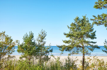 Obraz premium Coastal vegetation by the beach in Miedzyzdroje, Poland.