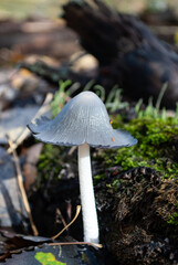 an inedible dung mushroom in an autumn forest
