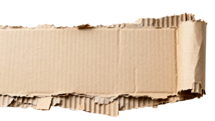 Torn corrugated cardboard with a ragged ripped edge and curled end isolated on transparent background.