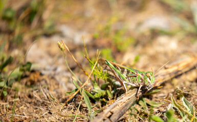 A green grasshopper sits in the grass on a bush. Great marsh grasshopper Stethophyma grossum, an endangered insect typical of wet meadows and marshes.