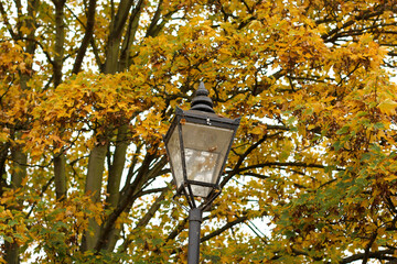 Walking through the middy forest paths around Hertford through the leaves and branches as the colder months of the year wrap themselves around the world