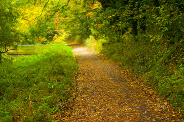 Walking through the middy forest paths around Hertford through the leaves and branches as the colder months of the year wrap themselves around the world