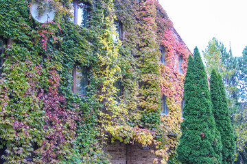 Dense ivy and evergreen vegetation covering residential building facade during autumn season in Warsaw Poland. High quality photograph.