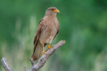 Caracara chimango portrait , La Pampa province, Patagonia , Argentina