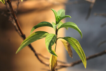 Sweet Basil plant leaves