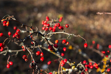 Red hawthorn berries illuminated by the sun. Autumn forest in northern Moldova.
