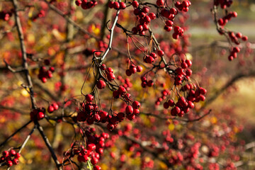Red hawthorn berries illuminated by the sun. Autumn forest in northern Moldova.