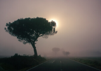 estrada com nevoeiro