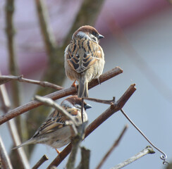 Sparrows (Passer) are sitting on a branch
