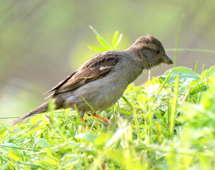 Sparrows (Passer) are sitting on a branch