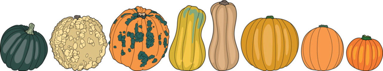 Fototapeta premium Strip of Different Shapes and Colors Pumpkins