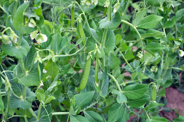 Sow peas grow in open ground