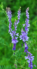 In the wild, thin-leaved peas (Vicia tenuifolia) blooms