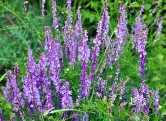 In the wild, thin-leaved peas (Vicia tenuifolia) blooms