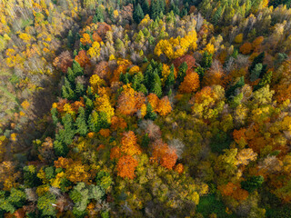 Autumn Forest Tapestry: Top-Down Aerial View of Colorful Canopy