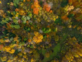 Autumn Forest Tapestry: Top-Down Aerial View of Colorful Canopy