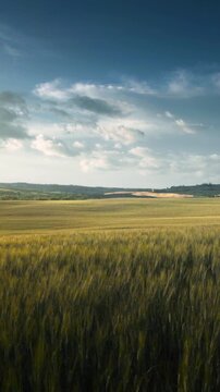 wheat field in Tuscany, Italy