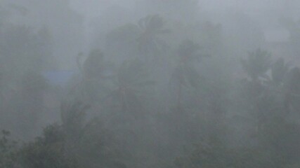 Violent hurricane winds and torrential rain battering palm trees during a powerful tropical cyclone, creating a dramatic and dangerous weather event with very low visibility and heavy downpour
