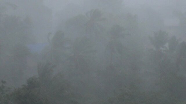 Violent hurricane winds and torrential rain battering palm trees during a powerful tropical cyclone, creating a dramatic and dangerous weather event with very low visibility and heavy downpour