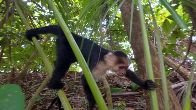 A curious white-faced capuchin monkey moves through dense tropical vegetation in a lush forest. 