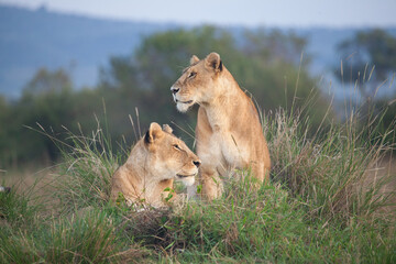 Two lionesses in Africa, sit atop a grassy mound, scanning the plains of the Masai Mara for potential prey