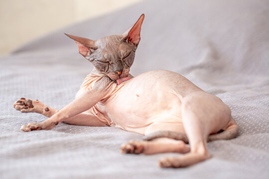 Egyptian sphinx cat licking himself while sitting on the bed. Close-up of a bald cat licking his body.