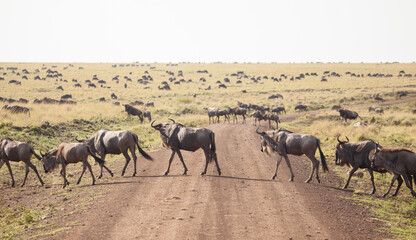 Herd of wildebeest, part of the Great Migration, cross the road in Kenya's Masai Mara National Reserve