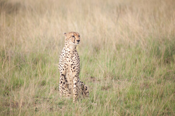 Cheetah, sitting upright in the African plains, looking off for prey
