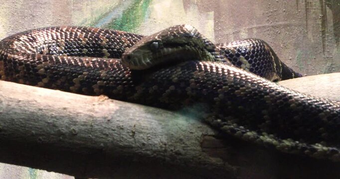 A dark patterned snake lies coiled on a branch, head lifted and still. Light reflects off the scales. Quiet tension, cold patience, predator focus in captivity.