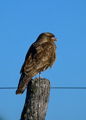Caracara chimango portrait , La Pampa province, Patagonia , Argentina