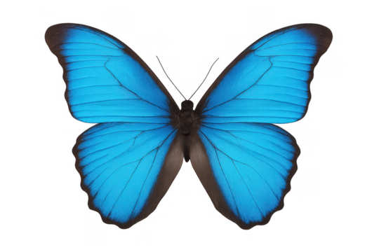 Morpho butterfly spreading blue wings, creating a symbol of beauty, transformation, and freedom, transparent background