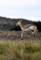Blackbuck Antelope jumping in Pampas plain environment, La Pampa province, Argentina