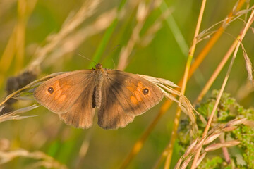 Closeup of a meadow brown butterfly sitting in the grass with open wings, selective focus - - Maniola jurtina 