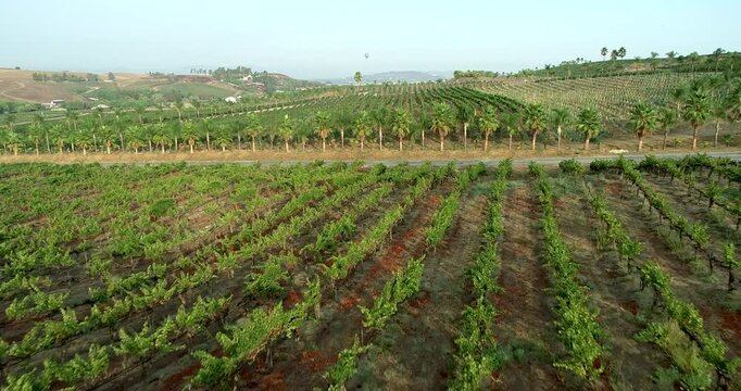 Aerial Drone Flight View Over Lush Grape Vineyard Countryside of Temecula, California.