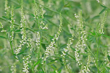 White sweetclover flowers, selective focus on a green bokeh background - Melilotus albus 