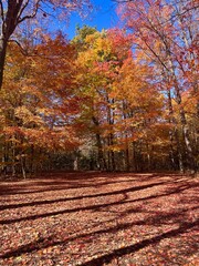 autumn in the park, orange leaves