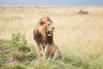 Male Lion turning and looking to the right with beautiful golden grass behind