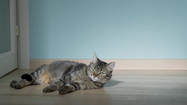 female cat rest in sunny room, slow motion video