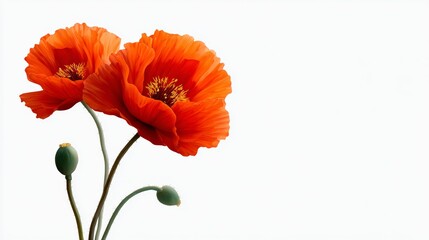 Obraz premium Two red flowers with green leaves