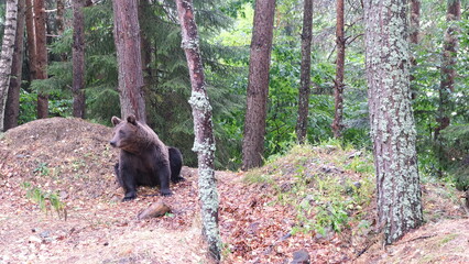 Fototapety na wymiar - Fototapeta24.pl