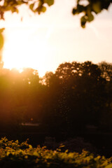 Fliegen im Schein der untergehenden Sonne