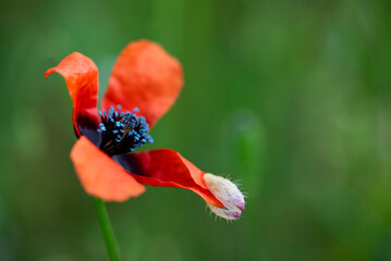 Mak polny (Papaver rhoeas L.)  © tom