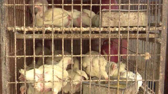 Broiler Chickens Sold in a Dirty and Damp Local Market