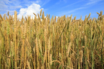 Wheat field. Golden shiny farm growth. Summer day. Blue sky and clouds in background. July, 2025. Skara, Sweden.