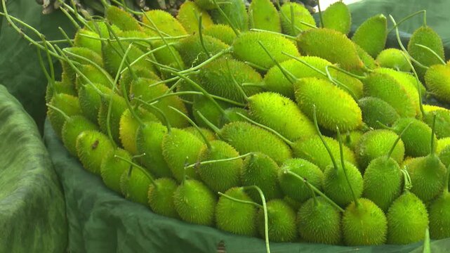 Fresh teasel gourds on sale in a local market